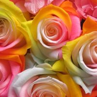🌸🌻笑顔のお花たくさん咲きますよぅに🌷🌼🫟40代〜😊雑談🎶🤣ライブトーク🎙️🫟