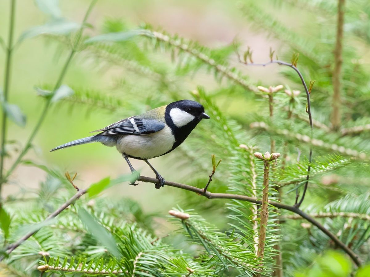 鳥、鈴木 東大の助教を辞め､5年任期の教員に…シジュウカラにすべてを