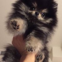 めちゃつえーーーー‼️
