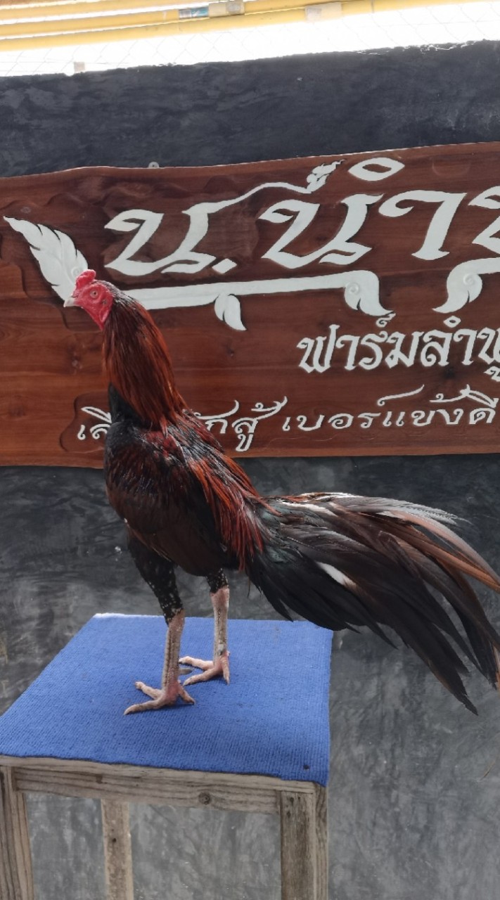 น.นำทัพ​ศูนย์​รวมพม่าและโคตรป่าก๋อย​ มาที่เดียวครบ0843168349