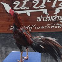 น.นำทัพ​ศูนย์​รวมพม่าและโคตรป่าก๋อย​ มาที่เดียวครบ0843168349
