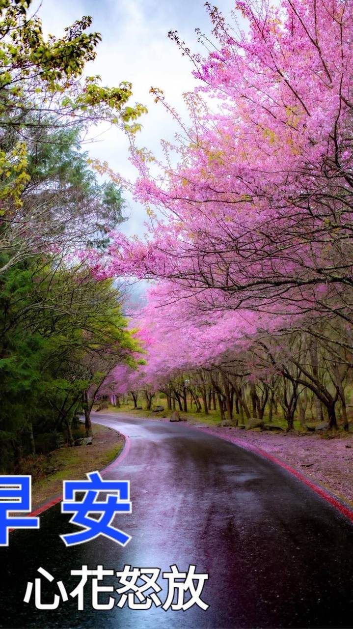 花若盛開 蝴蝶自來