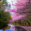 花若盛開 蝴蝶自來
