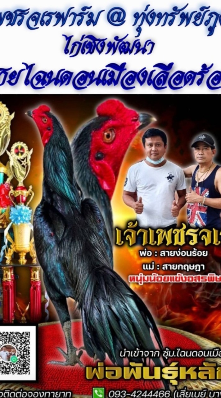 เพชรจเรฟาร์ม@ทุ่งทรัพย์ภูผาไก่เชิงพัฒนาสายไฉนดอนเมืองเลือด100