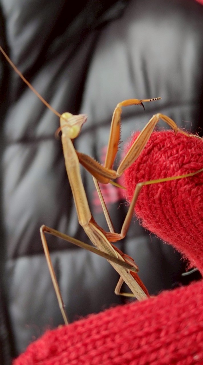 昆蟲insect聊螳螂praying mantis