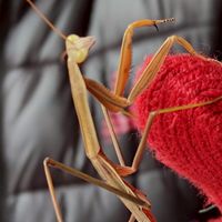 昆蟲insect聊螳螂praying mantis
