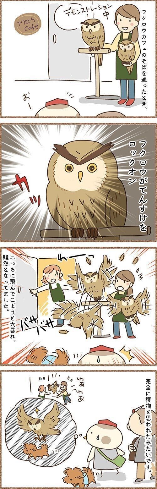 フクロウにロックオンされた！？モフモフ犬（いぬのきもちNEWS）