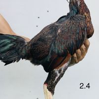 ซุ้มจ่านนท์ เยียร์ไทย