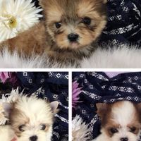 Dogsweet home