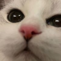 鏟屎官【 ⓵ ⓼ ⓶ 】
