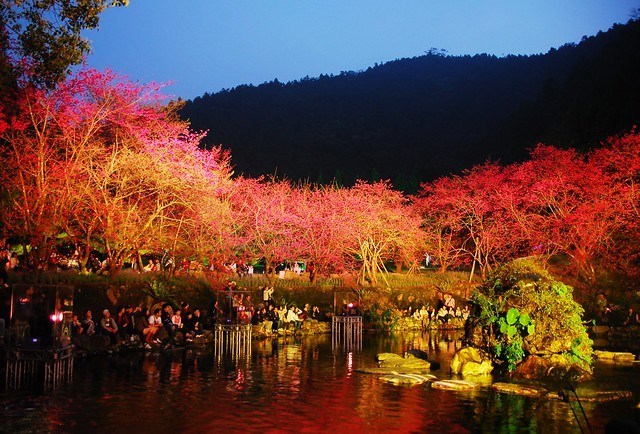 九族文化村櫻花祭