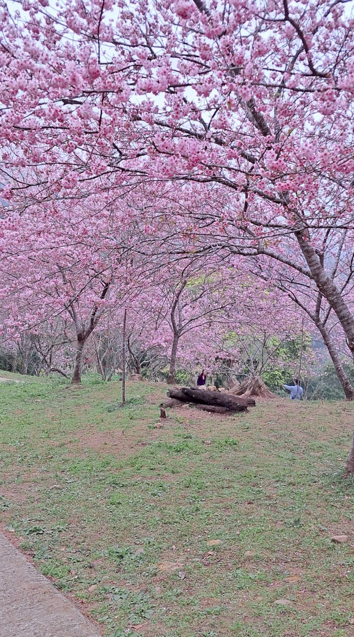 北中南集合聊天地備用群🌻🌺