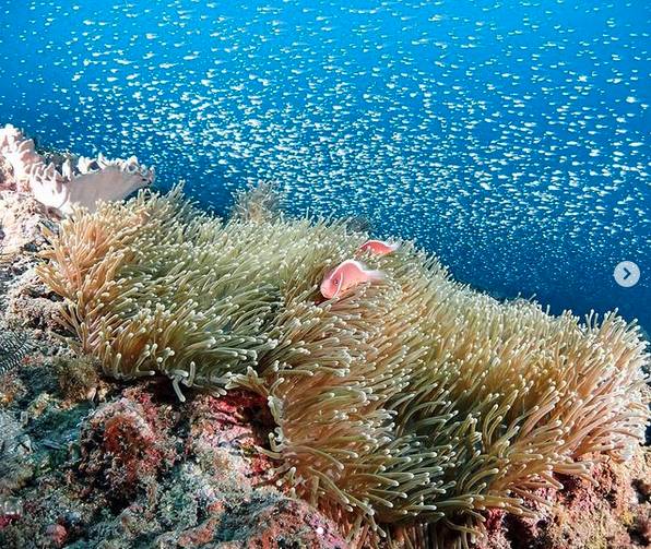 圖片來源：IG @lucidblue_dive