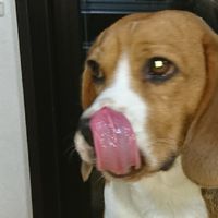 ビーグル好き