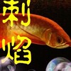 刺焰水族貿易（進出口）