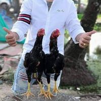 ซุ้ม'บิ๊กจิ๋วเจริญ ฟาร์ม🐓