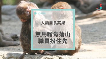 野生猴子不願現身，工作人員充當猴子角色