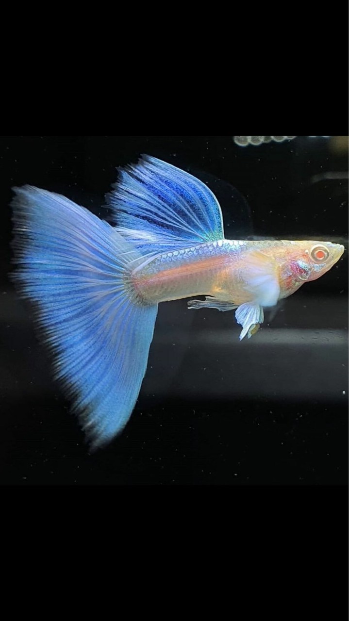 孔雀魚交流群