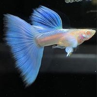 孔雀魚交流群