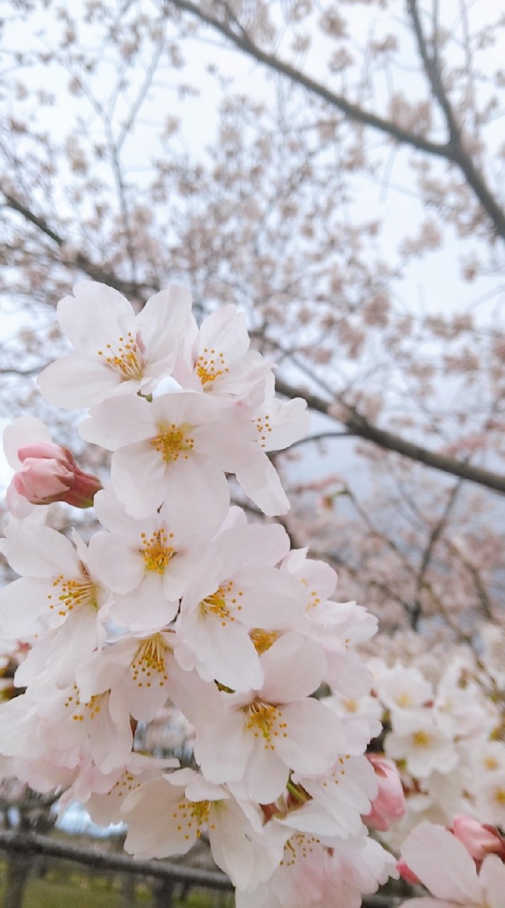 高2だけの雑談・恋バナ