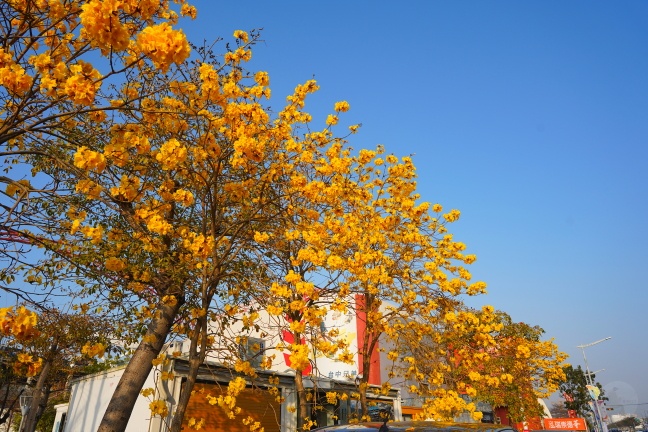 台中洲際路黃花風鈴木,崇德十九路黃花風鈴木,洲際棒球場黃花風鈴木