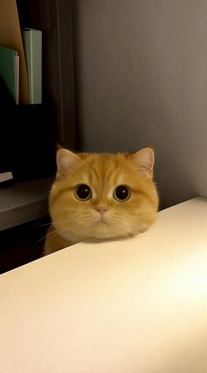 獅洛伐克