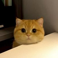 獅洛伐克
