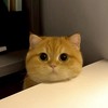 獅洛伐克