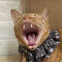 嘟妞 寵物團購⸜♡⸝