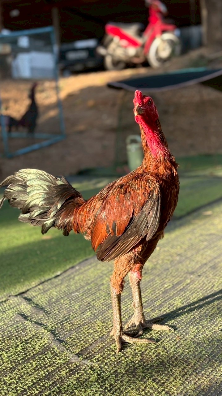 ช.โชคสิบทิศ