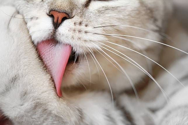 Lick Away The Science Behind Cats Self Grooming Thejakartapost Com Line Today