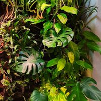 布思綠 布植界