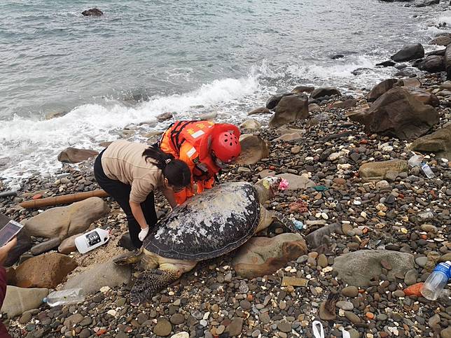 東北角岸際同一天發現7隻綠蠵龜死亡，海大教授程一駿研判是絞網死亡，交由海巡人員就地掩埋。記者邱瑞杰／翻攝