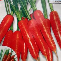 ベビーキャロット🥕コミュニティ