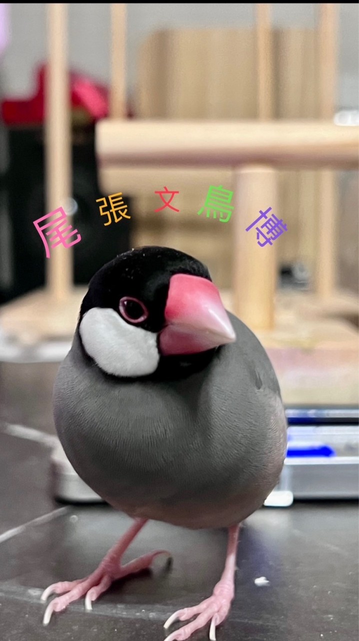 尾張文鳥博20240608