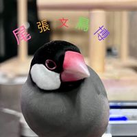 尾張文鳥博20240608