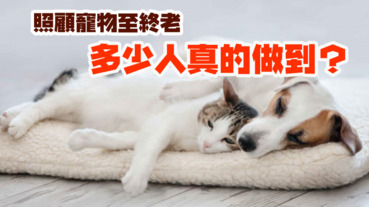 【棄養寵物】誰人又相信～ 一世一生這膚淺對白？