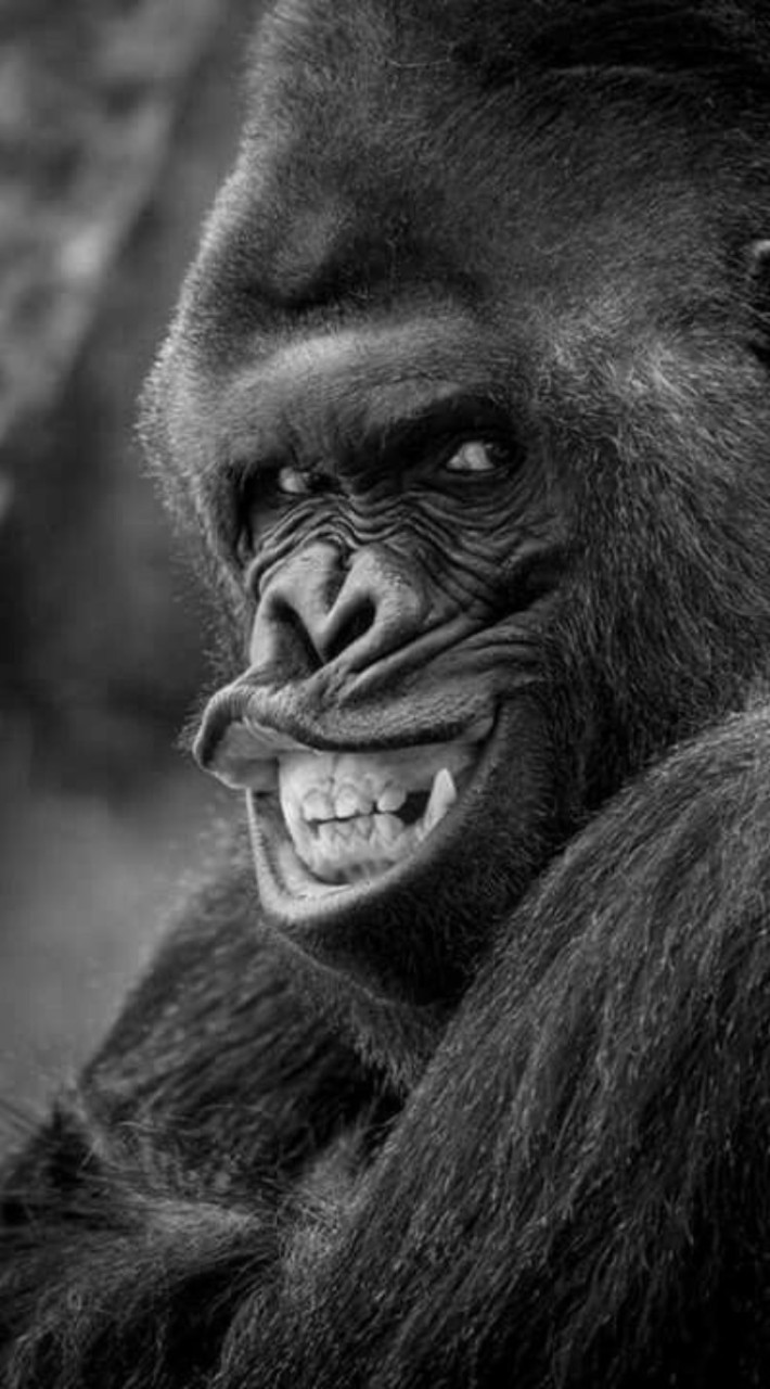 King Kong - One World's