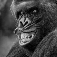 King Kong - One World's