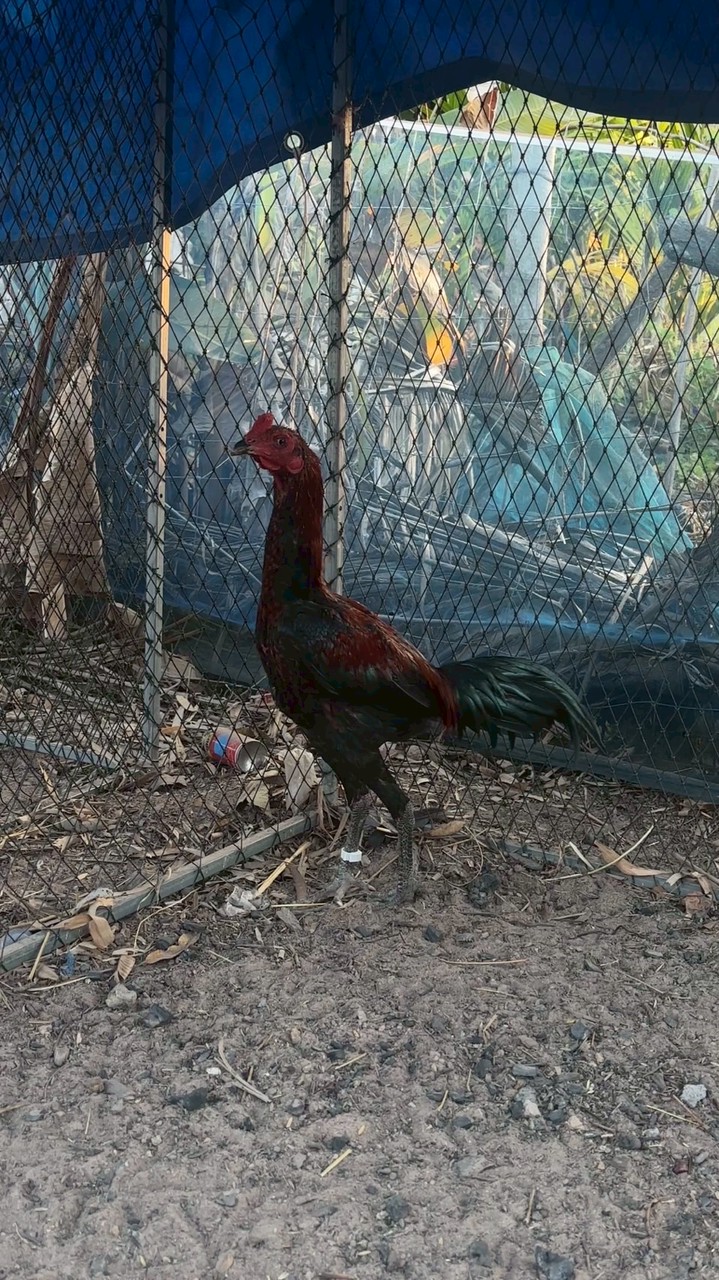 Parichat Farm