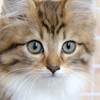 猫好き集まれ〜🐈
