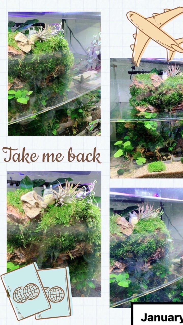隨心所欲🐠魚缸&水草&淡水&海水交流不限制