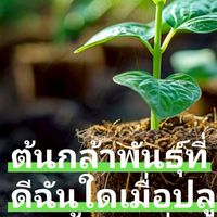 ครูพินแม่พิน