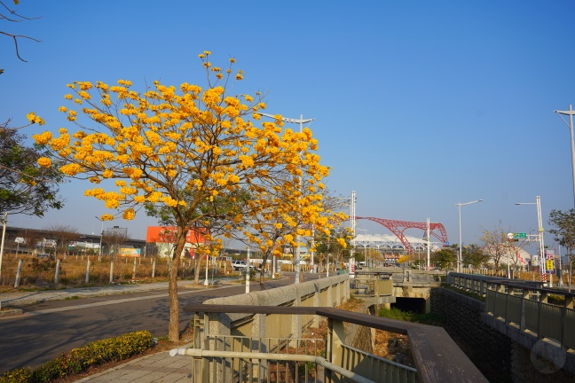 台中洲際路黃花風鈴木,崇德十九路黃花風鈴木,洲際棒球場黃花風鈴木