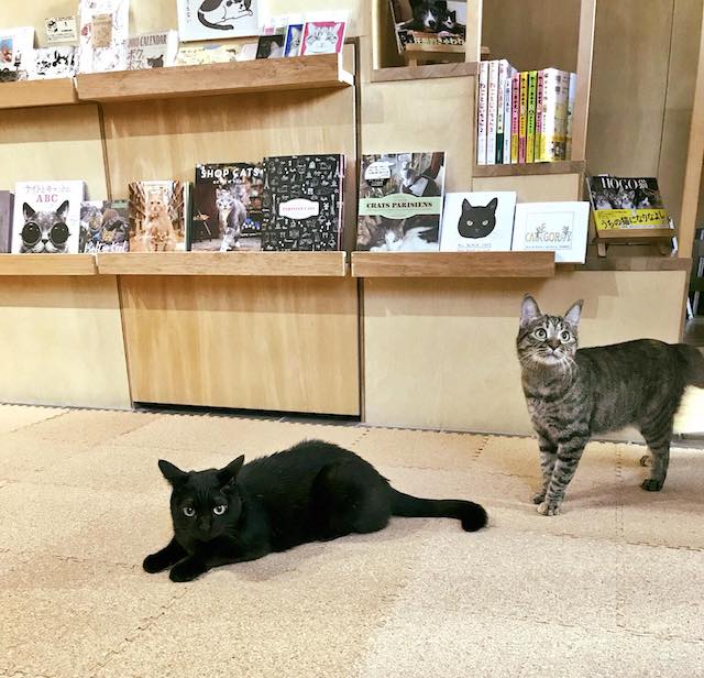 猫書店 18