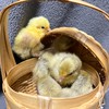 台北悠米米蘆丁雞、迷你雞、鵪鶉