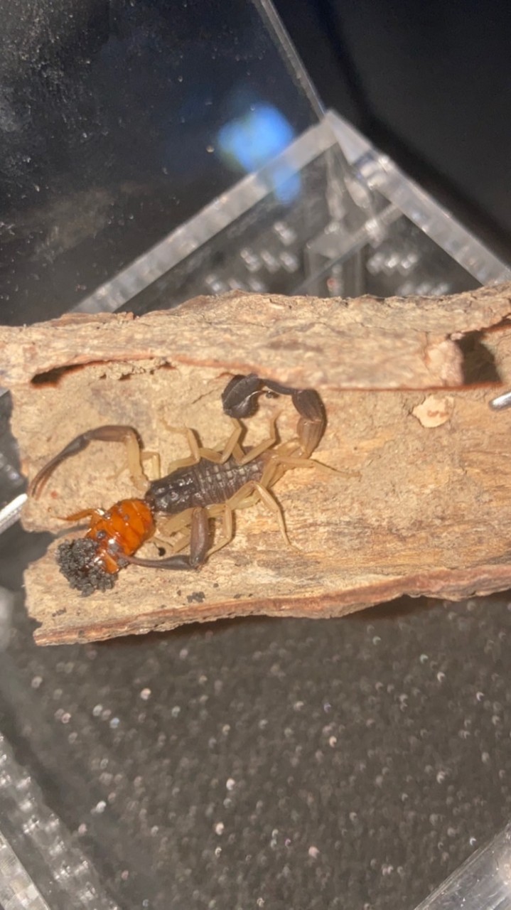little scorpion