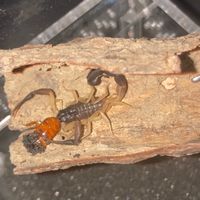 little scorpion