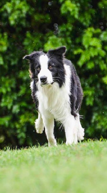 bordercollie สุนัขต้อนแกะ