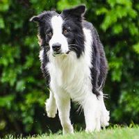 bordercollie สุนัขต้อนแกะ